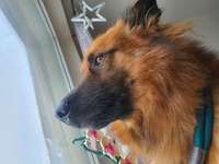 Woher habt ihr eure Harzer-Fellnase?
Gibt oder gab es Probleme,  aufgrund vorheriger schlechter Sozialisierung?-Beitrag-Bild