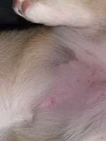 Roter Punkt auf dem Bauch-Beitrag-Bild