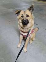 Rassenraten mit Karlos-Beitrag-Bild