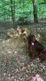 Hundeauslaufgebiet-Fockbeker Moor-Bild