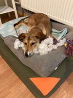 Hundebett gesucht-Beitrag-Bild