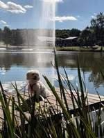 Hundeauslaufgebiet-Quellitzsee (Tauperlitzer See)-Bild