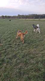 Hundeauslaufgebiet-Auberg-Bild