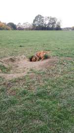 Hundeauslaufgebiet-Auberg-Bild