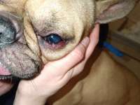 Riss im Augenlied-Beitrag-Bild