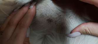 Hautirritationen Herpes/Pilz?-Beitrag-Bild