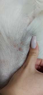 Hautirritationen Herpes/Pilz?-Beitrag-Bild