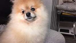 Maulkorb-Beitrag-Bild