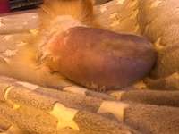 Großflächiger Fellverlust-Beitrag-Bild