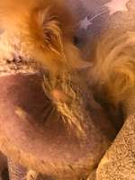 Großflächiger Fellverlust-Beitrag-Bild