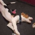 Ersteller:in Wolf Profilbild