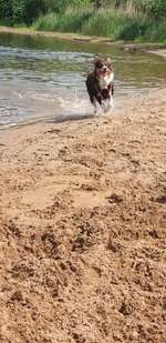 Hundeauslaufgebiet-Hemelinger Strand-Bild