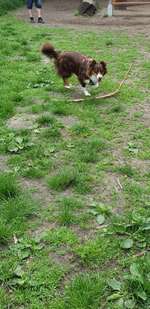 Hundeauslaufgebiet-Freilauffläche Hinter der Rennbahn-Bild