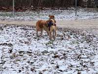 Hundeauslaufgebiet-Wasserwald-Bild