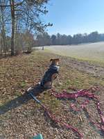 Hundeauslaufgebiet-Wasserwald-Bild