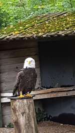 Hundeauslaufgebiet-Wildpark Tambach-Bild