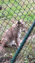 Hundeauslaufgebiet-Wildpark Tambach-Bild