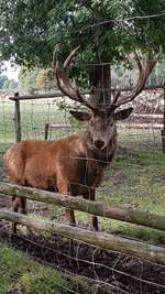 Hundeauslaufgebiet-Wildpark Tambach-Bild