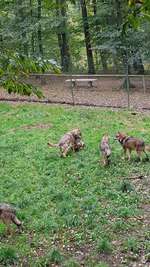 Hundeauslaufgebiet-Wildpark Tambach-Bild