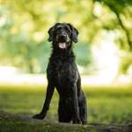 Ersteller:in Mel. Profilbild