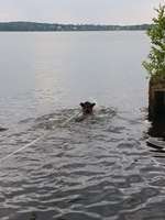 Hundeauslaufgebiet-Moorlake/ Wannsee-Düppel-Bild