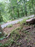Hundeauslaufgebiet-Nikolskoe/Zehlendorf-Bild