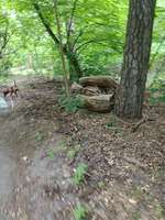 Hundeauslaufgebiet-Nikolskoe/Zehlendorf-Bild