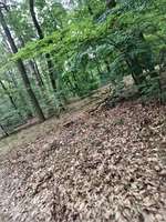 Hundeauslaufgebiet-Nikolskoe/Zehlendorf-Bild