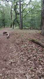 Hundeauslaufgebiet-Nikolskoe/Zehlendorf-Bild