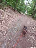 Hundeauslaufgebiet-Moorlake/ Wannsee-Düppel-Bild