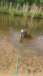 Hundeauslaufgebiet-Parkplatz Grün-Bild