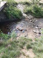 Hundeauslaufgebiet-Schallstadt-Bild