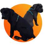 Ersteller:in Benji Khaleesi Profilbild