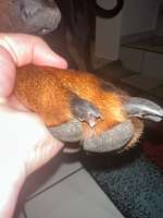 Kralle angerissen-Beitrag-Bild