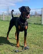 Hundeauslaufgebiet-Olfen an der Dreibogenbrücke-Bild