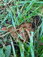 Durchfall beim Hund-Beitrag-Bild