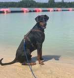 Hundeauslaufgebiet-Silbersee 3 Hausdülmen-Bild