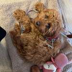 Ersteller:in Lisa Profilbild