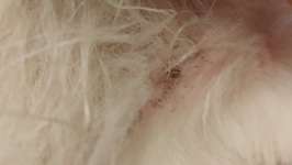 Winzige Krusten auf der Haut-Beitrag-Bild