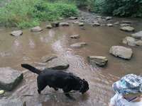Hundeauslaufgebiet-Hundewiese am Eisbach-Bild