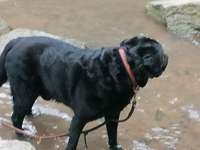 Hundeauslaufgebiet-Hundewiese am Eisbach-Bild