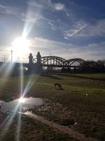 Hundeauslaufgebiet-Hochheimer Mainwiese-Bild