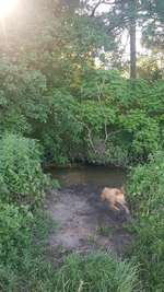 Hundeauslaufgebiet-Hundewiese Bieber-Bild