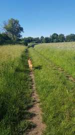 Hundeauslaufgebiet-Hundewiese Bieber-Bild