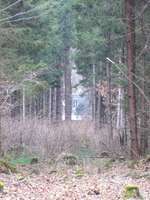 Hundeauslaufgebiet-Perlacher Forst-Bild