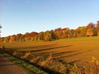 Hundeauslaufgebiet-Nikolausberg-Bild