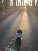 Hundeauslaufgebiet-Hiltroper Park-Bild