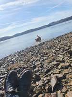 Hundeauslaufgebiet-Möhnesee (Hundestrand)-Bild