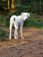 Hundeauslaufgebiet-Hundewald Christianslust-Bild