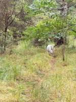 Hundeauslaufgebiet-Hundewald Christianslust-Bild